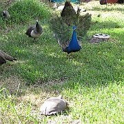 Picture 028